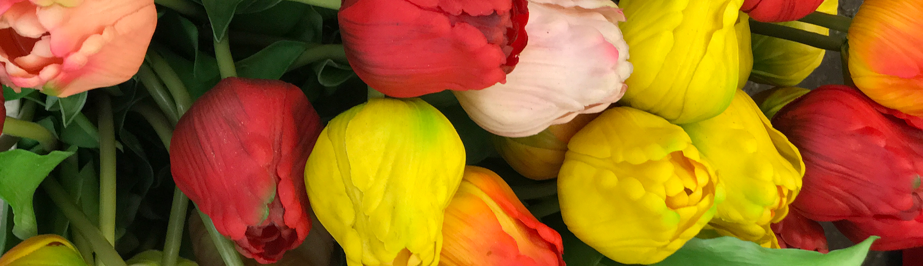 multi colored tulips
